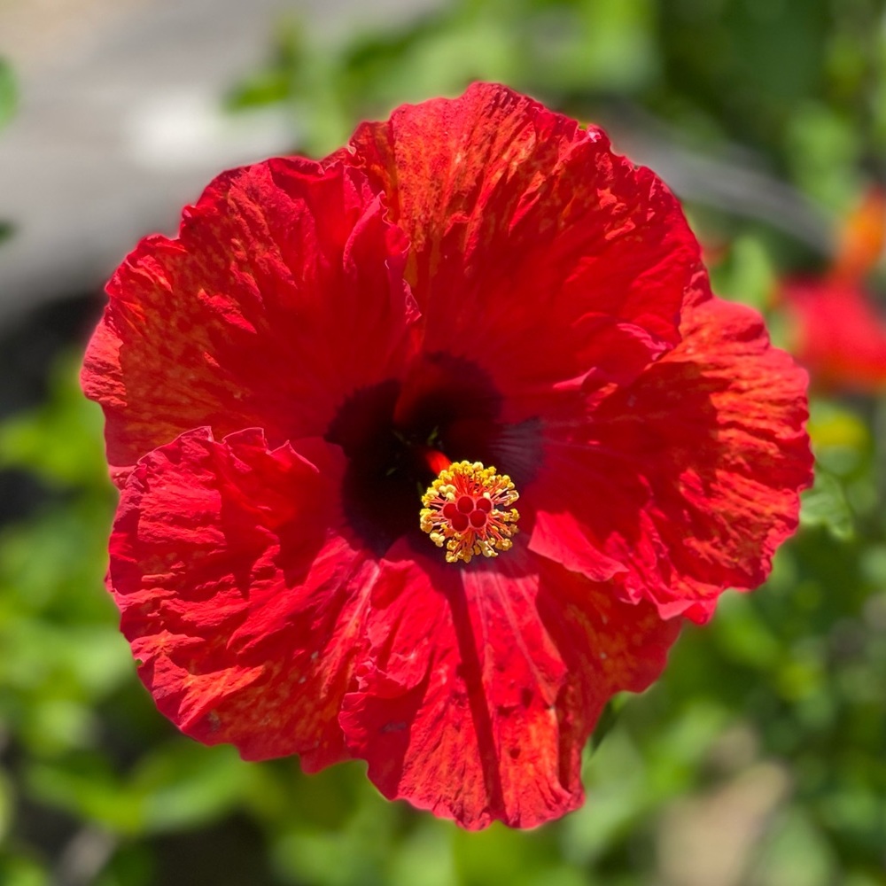 Meet your Posher, JJ